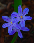 blue blossoms